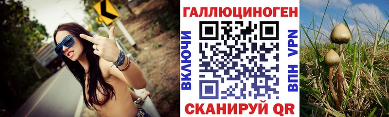 Галлюциногенные грибы Psilocybine cubensis  Купить закладки  Черняховск 